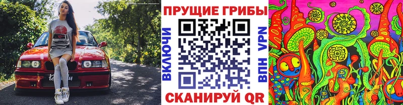 Псилоцибиновые грибы Cubensis где купить наркоту гидра зеркало Мончегорск